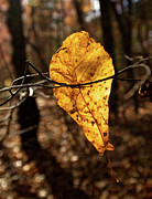 Autum leaf Photograph by Alberto Audisio