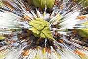 Autumn Explosion Photograph by Debra Martz