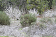 Autumn in Lachish 3 Photograph by Dubi Roman