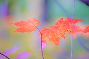 Autumn Leaves Photograph by Merle Grenz