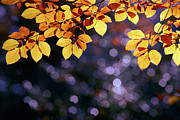 Autumn Party Photograph by Roeselien Raimond