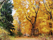 Autumn Path Photograph by Susan Savad Autumn Path Photograph by Susan Savad