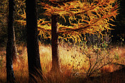 Autumn scene in a dark forest, pine trees gold colored  Photograph by Nick Biemans
