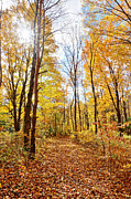 Autumn Stroll Photograph by Kathi Mirto