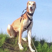 Ava-grace, Princess Of Arabia 
#saluki Photograph by John Edwards