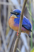 Azure kingfisher 07 Photograph by Werner Padarin