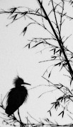 Baby Egret Waits Photograph by Linda Shafer