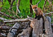 Baby Fox Photograph by Ed Peterson