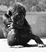 Baby Gorilla Photograph by Ylla Baby Gorilla Photograph by Ylla