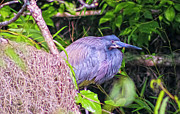 Baby Great Blue Heron - TWO Digital Art by DB Hayes