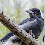 Baby Magpie 1 Photograph by Werner Padarin Baby Magpie 1 Photograph by Werner Padarin