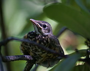 Baby Robin Photograph by Ben Upham III