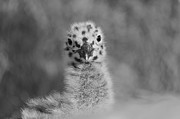 Baby Western Seagull Spots Photograph by John F Tsumas