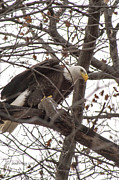 Backyard Eagle And Squirrel.... Photograph by Paul Vitko