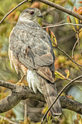 Backyard Visitor.... Photograph by Paul Vitko