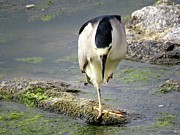 Balance Photograph by Linda Stern