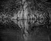 Bald Cypress Reflection in Black and White Photograph by Michael Tidwell Bald Cypress Reflection in Black and White Photograph by Michael Tidwell
