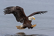 Bald Eagle Diving for Fish in Falling Snow Photograph by Mark Miller Bald Eagle Diving for Fish in Falling Snow Photograph by Mark Miller