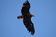 Bald Eagle Juvenile Soaring Photograph by Margarethe Binkley Bald Eagle Juvenile Soaring Photograph by Margarethe Binkley