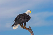 Bald Eagle Majesty Photograph by Mark Miller Bald Eagle Majesty Photograph by Mark Miller
