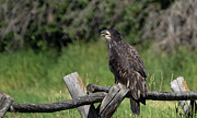 Bald Eagle Photograph by Ronnie And Frances Howard