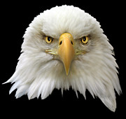 Bald Eagle Photograph by Shane Bechler Bald Eagle Photograph by Shane Bechler