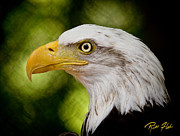 Bald Eagle - Side View Photograph by Rikk Flohr Bald Eagle - Side View Photograph by Rikk Flohr