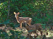 Spotted Fawns Photograph by Carl Moore Spotted Fawns Photograph by Carl Moore
