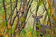 Bambi's Father Photograph by Michael Tidwell