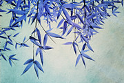 Bamboo Susurration Photograph by Priska Wettstein