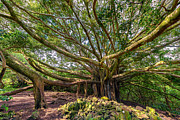 Branches Forever Photograph by Chuck Jason