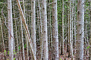 Bare trees Photograph by Tatiana Travelways