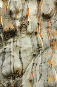 Bark MF2 Photograph by Werner Padarin