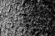Bark Photograph by Michael Brungardt