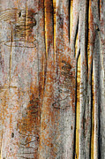 Bark MK2 Photograph by Werner Padarin