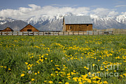 Barns In A Dandelion Field Photograph by Inga Spence Barns In A Dandelion Field Photograph by Inga Spence