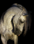 Baroque Horse Portrait Photograph by Ekaterina Druz