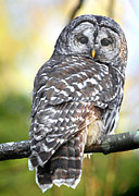 Barred Owl Photograph by Carl Olsen