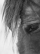 Bashful Photograph by Rachel Morrison