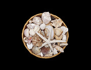 Basket Of Shells Photograph by Diane Macdonald