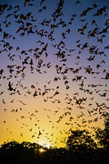 Bats at Bracken Cave Photograph by Michael Tidwell