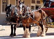 Bay Colored Clydesdale Horses Photograph by Colleen Cornelius