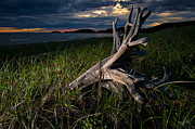 Beached Photograph by Doug Gibbons Beached Photograph by Doug Gibbons