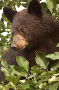 Bear Cub in Apple Tree1 Photograph by Loni Collins