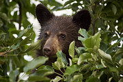 Bear Cub in Apple Tree6 Photograph by Loni Collins