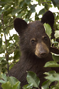 Bear Cub in Apple Tree7 Photograph by Loni Collins