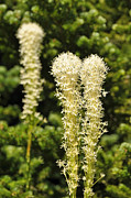 Bear Grass Photograph by Bruce Gourley