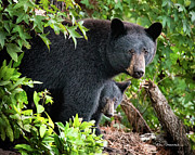 Bear Mom and Cub 9539 Photograph by Dan Beauvais