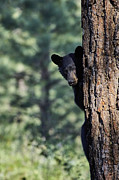 Bear4 Photograph by Loni Collins