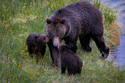 Bearly Wet Photograph by Ryan Smith